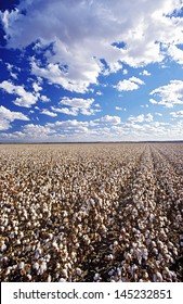 Cotton Field Lake Menindee NSW Australia