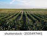 Cotton Field Landscape at Sunset