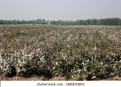 Baumwollfeld, ein großer Bauernhof in Usbekistan