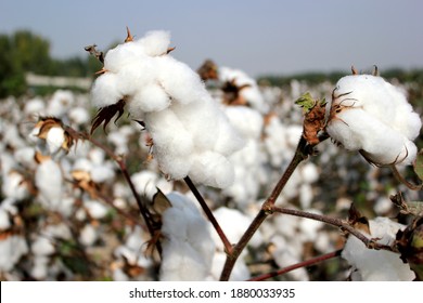 2,438 Uzbekistan cotton Images, Stock Photos & Vectors | Shutterstock