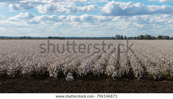 綿花畑は 大規模な綿花畑で 綿花は収穫され 海外向けの輸出用に使用される の写真素材 今すぐ編集