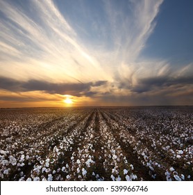 Cotton Field in Lubbock, Texas 