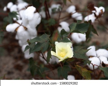 The Cotton Field In Mississippi. USA