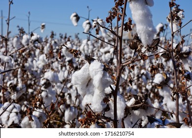 Cotton Field In Mississippi USA