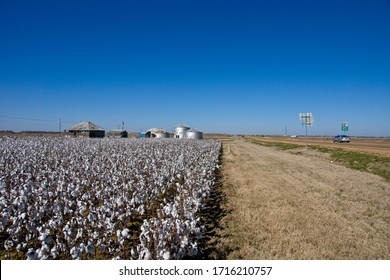 Cotton Field In Mississippi USA