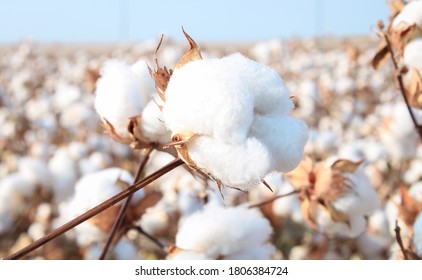 Algodón en un campo de algodón cerca de Frost, Texas