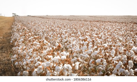 A Cotton Field Near Frost, Texas