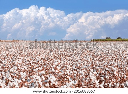 A cotton field ready to be harvested and amazing clouds in the form of cotton in the background