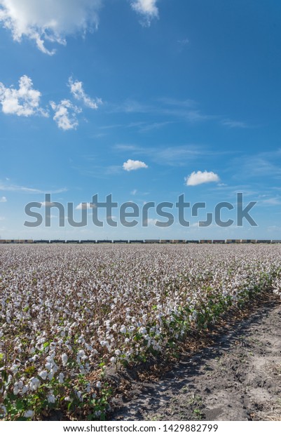 Cotton field ready to harvest in South Texas,\
America. Row or cars from freight train in the distance.\
Agriculture background