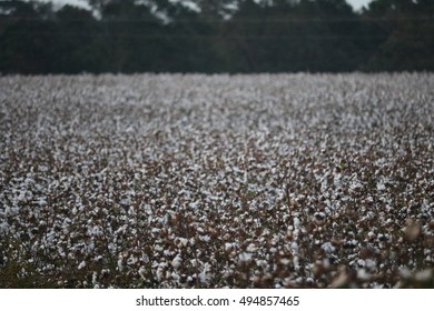 Cotton Field In Rural Mississippi 