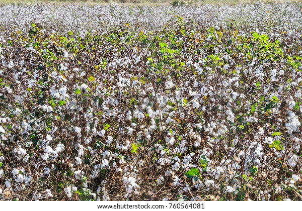 Cotton field in\
summer