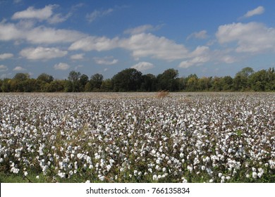 Cotton field in the sun