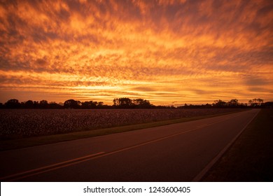 Cotton Field Sunset