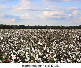 Cotton Field With Treeline