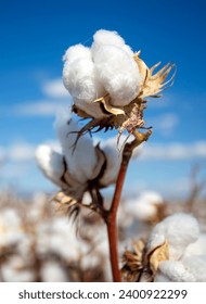 Cotton field (Turkey - Izmir). Agriculture concept photo.