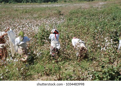 The Cotton Field. Uzbekistan