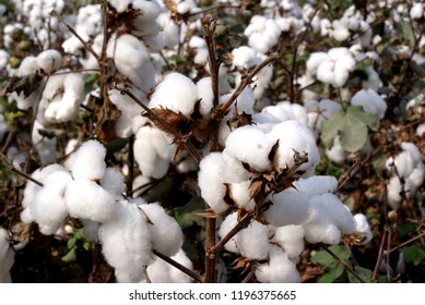 Cotton Field In Uzbekistan