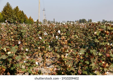 Cotton Field In Uzbekistan. Cotton Before Harvest.