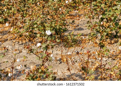 Cotton Field In Uzbekistan, Cotton Field, Branch Of Ripe Cotton