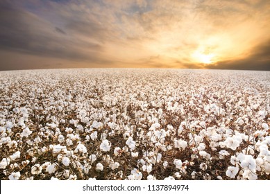 Cotton field in West Texas