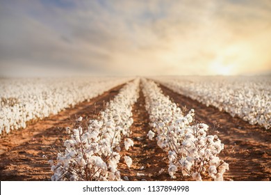 Cotton field in West Texas