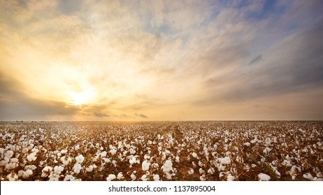 Cotton Field In West Texas