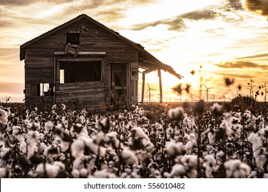 A Cotton Field In West Texas