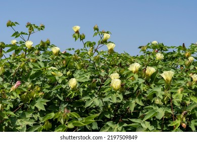 A cotton field with yellow blossoms - Shutterstock ID 2197509849