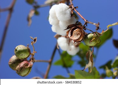 Cotton Fields India