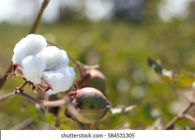 Cotton Fields India