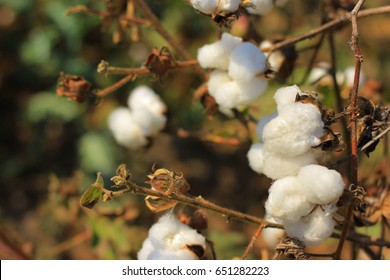 3,613 Cotton fields in india Images, Stock Photos & Vectors | Shutterstock