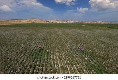 Cotton Fields In Menemen-Izmir Plain. Aerial Drone Footage.