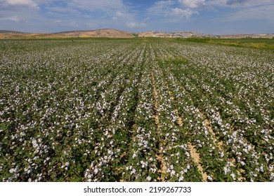 Cotton Fields In Menemen-Izmir Plain. Aerial Drone Footage.