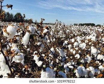 Cotton Fields In Mississippi