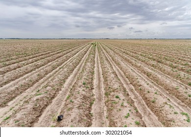 Cotton Fields Of Mississippi