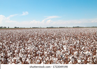 Cotton fields ready for harvest