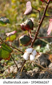 Cotton Fields Ready For Harvest. Cotton Boll On Branch Close Up. Organic Cotton Plants Field With White Open Buds.