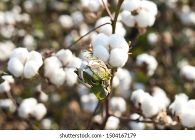 Cotton Fields Ready Harvesting Stock Photo 1504167179 | Shutterstock