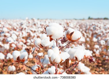 Campos de algodón listos para la cosecha