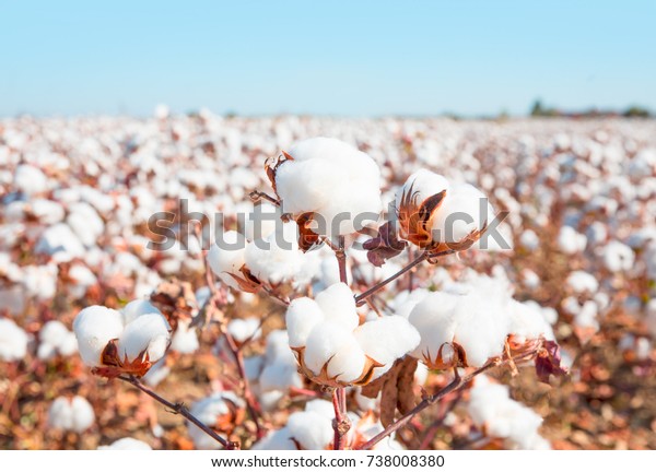 Cotton fields ready for\
harvesting