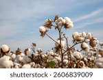 Cotton fields ready for harvesting, agriculture