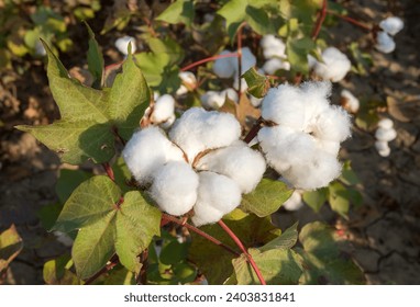 Cotton fields ready for harvesting, agriculture