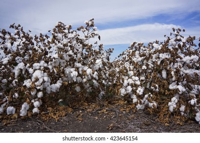 Cotton Fields Ready For Harvesting In Australia