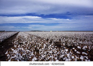 Cotton Fields Ready For Harvesting In Australia