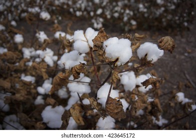 Cotton Fields Ready For Harvesting In Australia