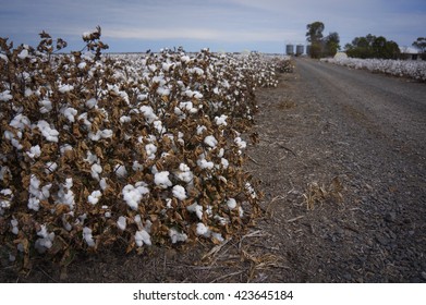 Cotton Fields Ready For Harvesting In Australia