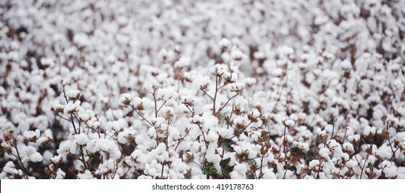 Cotton fields ready for harvesting in Oakey, Queensland
