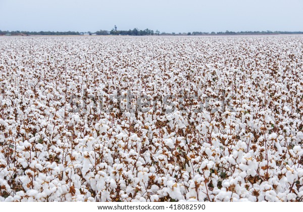 クイーンズランド州オーケイ州で収穫の準備が整っている綿花畑 の写真素材 今すぐ編集