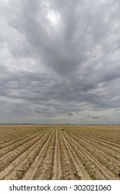 Cotton Fields Under Mississippi Clouds