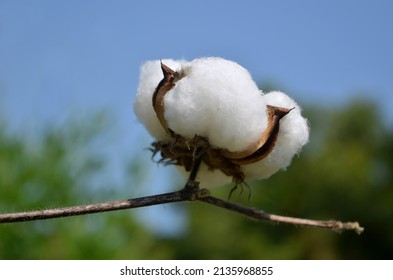 Cotton Flower (cotton Ball) Against Blue Sky Background In Cotton Field.